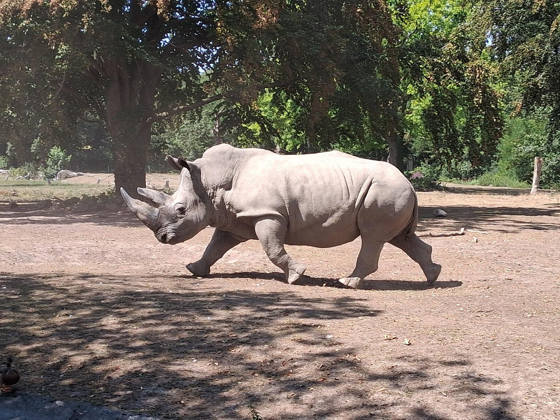 Ein Nashorn trabt über einen Platz. Hinter ihm ist ein großer Baum. 